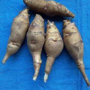 Sunchokes, grown using organic methods